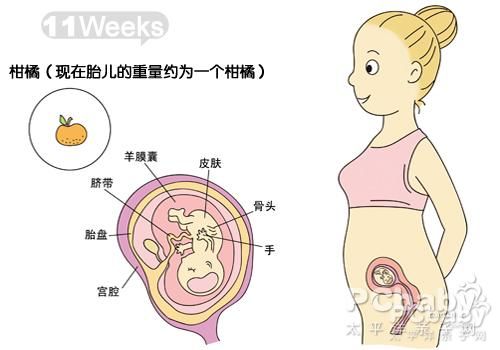 怀孕11周胎儿骑车图_怀孕三个月胎儿骑车过程