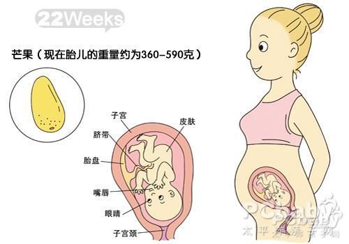 怀孕六个月胎儿发育过程图