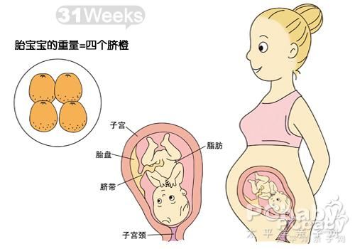 怀孕八个月胎儿骑车过程图_怀孕八个月胎儿