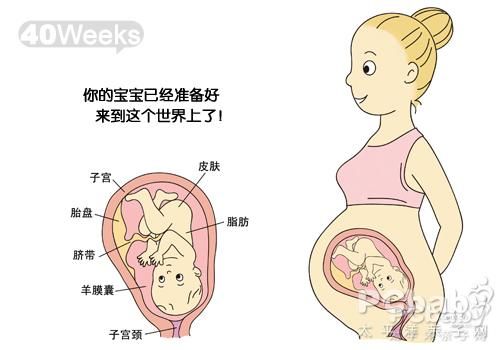 怀孕十个月胎儿发育过程图_怀孕十个月胎儿发