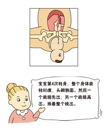 第三次转身:露出胎头_要生了!宝宝出生前的4次转身