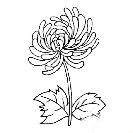 简笔画花:假如我是一朵花