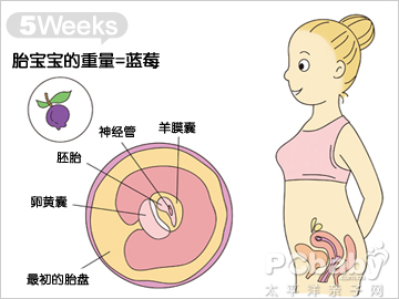 怀孕5周的胎儿发育