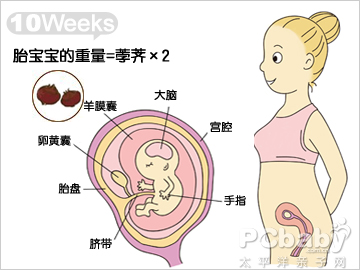 怀孕10周的胎儿发育