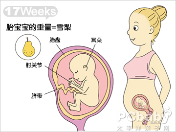 [2014-07-07 14:43:00]    怀孕17周 胎儿生长指标   胎儿从头到臀长