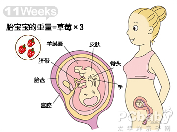 怀孕11周的胎儿发育