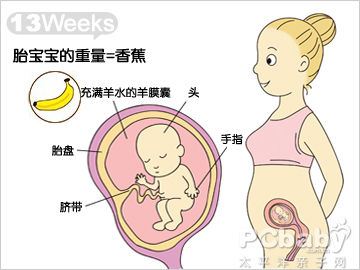 怀孕13周的胎儿发育