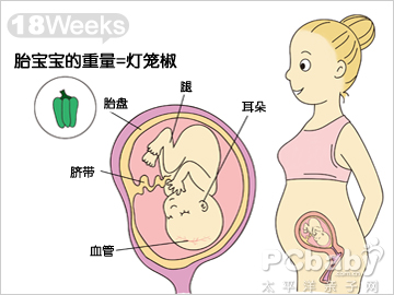 【怀孕18周】太平洋亲子网专区