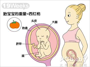 怀孕19周的胎儿发育