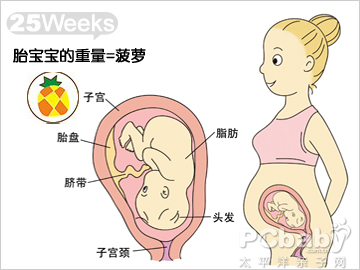 怀孕25周的胎儿发育