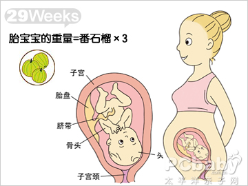 怀孕29周的胎儿发育