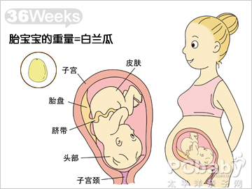 怀孕36周的胎儿发育