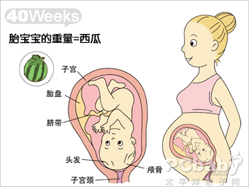 怀孕40周的胎儿发育