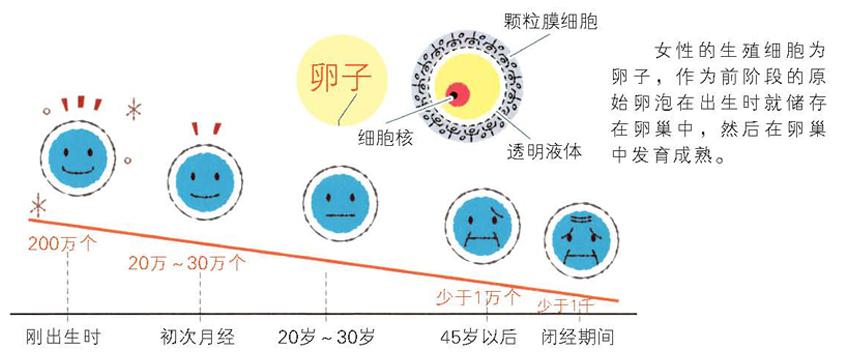 日本知名医学博士邵辉"养生教室"—教你如何对抗卵巢早衰