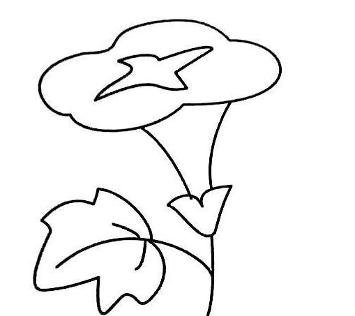 简笔画花我家的一叶兰图片