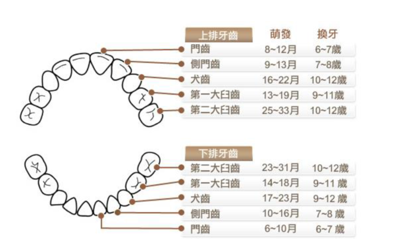 乳牙表面的窝沟点隙,以及牙齿之间的生理间隙等结构容易出现菌斑集聚