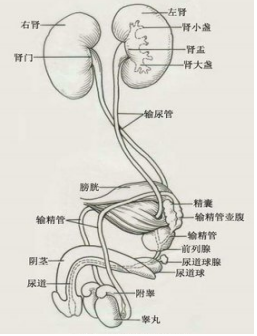 具有清热解毒功效的中药—利尿消炎丸