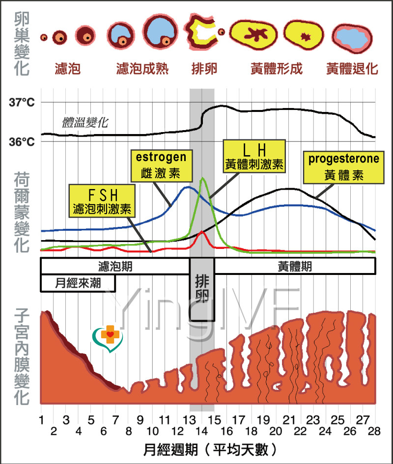 试管婴儿做移植,当心子宫内膜薄