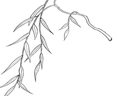 柳树简笔画:我爱春天的柳树