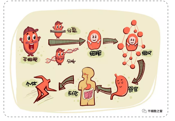 漫画图解:我们身体里的干细胞