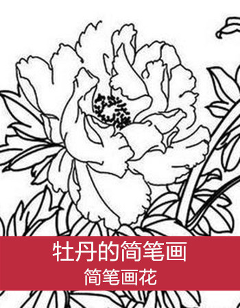 简笔画花：牡丹国色天香