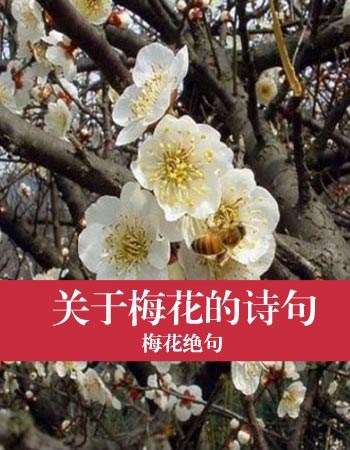 关于梅花的诗句:梅花绝句