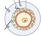 怀孕1周胎儿发育过程图