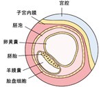怀孕3周胎儿发育过程图