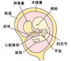 怀孕7周胎儿发育过程图