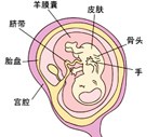怀孕11周胎儿发育过程图