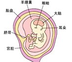 怀孕12周胎儿发育过程图