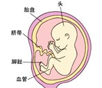 怀孕16周胎儿发育过程图