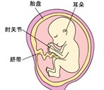 怀孕17周胎儿发育过程图