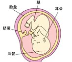 怀孕18周胎儿发育过程图