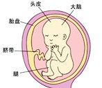 怀孕19周胎儿发育过程图