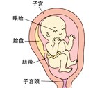 怀孕21周胎儿发育过程图