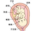 怀孕22周胎儿发育过程图