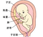 怀孕24周胎儿发育过程图