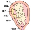 怀孕27周胎儿发育过程图