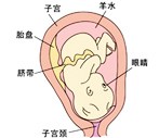 怀孕30周胎儿发育过程图