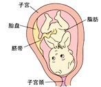 怀孕31周胎儿发育过程图