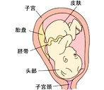 怀孕36周胎儿发育过程图