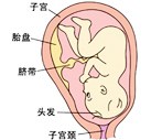 怀孕37周胎儿发育过程图