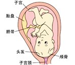 怀孕39周胎儿发育过程图