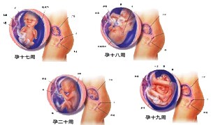 胎儿发育过程图】胎儿发育过程_胎儿发育过程
