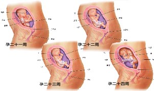 怀孕六个月胎儿发育过程图