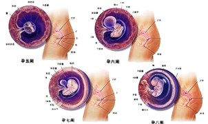 怀孕两个月胎儿发育过程图