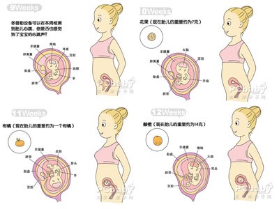 3个月胎儿发育过程图孕3月胎儿发育图解孕十二周发育状况孕十一周发育
