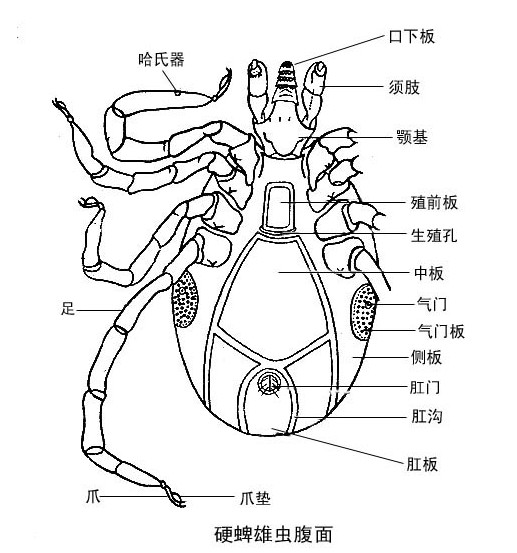 硬蜱虫结构示意图图片