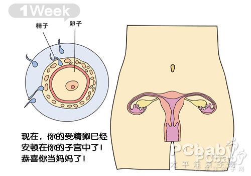 怀孕一个月胎儿发育过程图